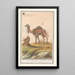 Dromedario Camelus dromedarius dromedario Camelusdromas dromedario - Anselmus Botius de Boodt — quadro incorniciato alla parete