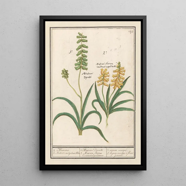 Anselmus Botius de Boodt - Druifhyacint Muscari 1 Muscari 2 Muscari met geluwe bloem.webp