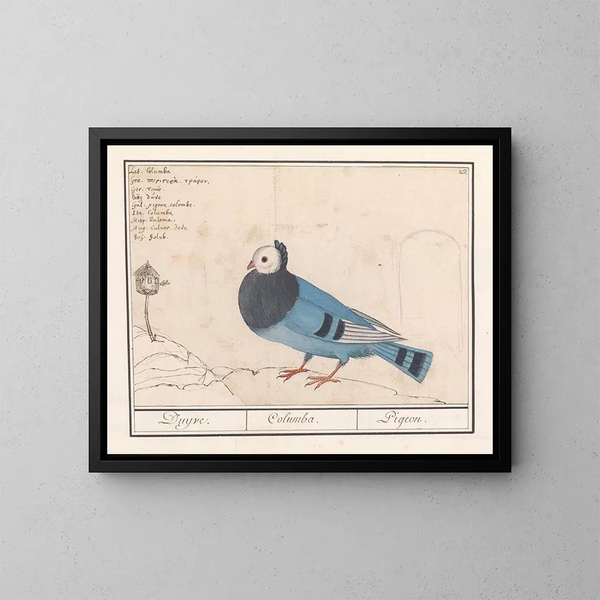 Colombe des pigeons - Anselmus Botius de Boodt — quadro incorniciato alla parete