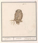 Dwerguil Glaucidium passerinum uijlken ulula chevche ou petite chouette - Anselmus Botius de Boodt — vista dell’opera