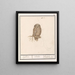Dwerguil Glaucidium passerinum uijlken ulula chevche ou petite chouette - Anselmus Botius de Boodt — quadro incorniciato alla parete