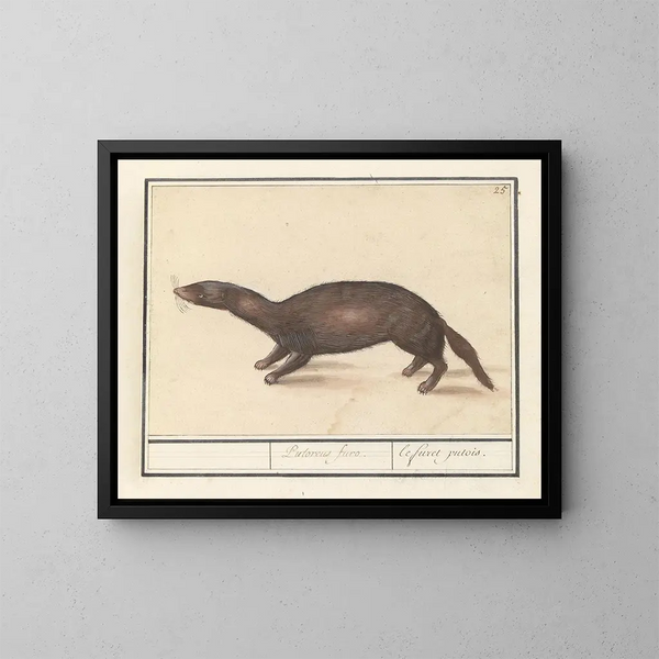 Fret putois - Anselmus Botius de Boodt — quadro incorniciato alla parete
