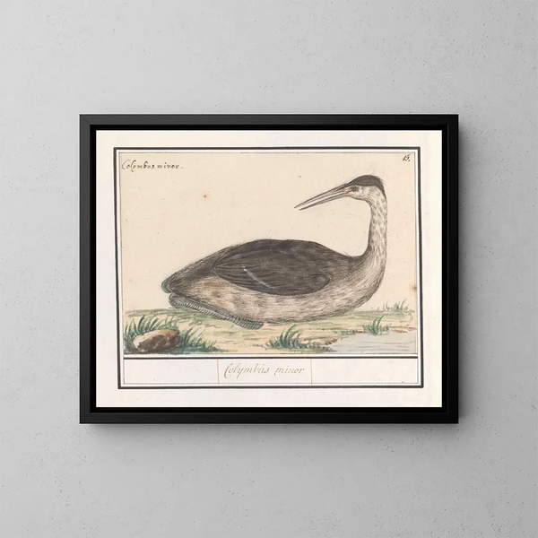 Fou de Bassan - Anselmus Botius de Boodt — quadro incorniciato alla parete