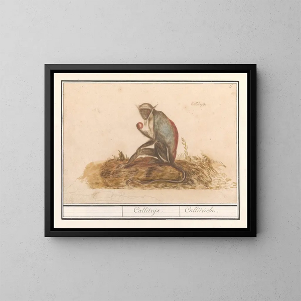 Suricata verde Chlorocebus sabaeus Callitrix Callitriche - Anselmus Botius de Boodt — quadro incorniciato alla parete