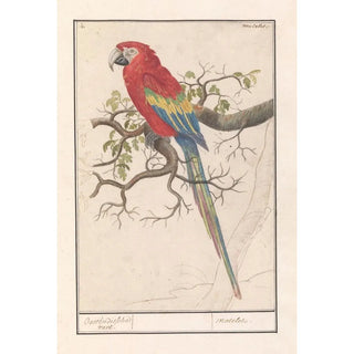 Anselmus Botius de Boodt - Geelvleugelara Ara macao.webp