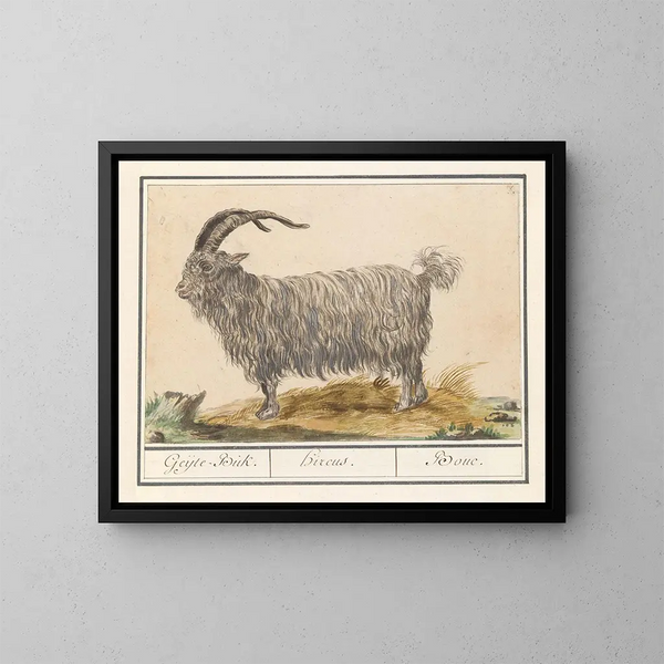 Bouc - Anselmus Botius de Boodt — quadro incorniciato alla parete