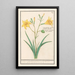Lys giallo Lilium - Anselmus Botius de Boodt — quadro incorniciato alla parete