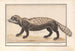 Zorille rayée o zorille Ictonyx striatus - Anselmus Botius de Boodt — vista dell’opera