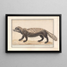 Zorille rayée o zorille Ictonyx striatus - Anselmus Botius de Boodt — quadro incorniciato alla parete