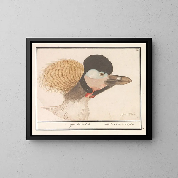 Gru coronata grigia - Anselmus Botius de Boodt — quadro incorniciato alla parete
