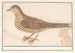 Grive draine Turdus viscivorus ou grive musicienne Turdus philomelos - Anselmus Botius de Boodt — vista dell’opera