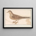 Grive draine Turdus viscivorus ou grive musicienne Turdus philomelos - Anselmus Botius de Boodt — quadro incorniciato alla parete
