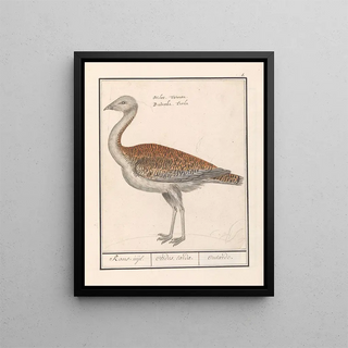 Anselmus Botius de Boodt - Grote trap Otis tarda.webp