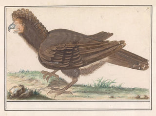 Anselmus Botius de Boodt - Hoendervogel Galliformes.webp
