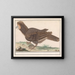 Oiseau di pollame Galliformes - Anselmus Botius de Boodt — quadro incorniciato alla parete