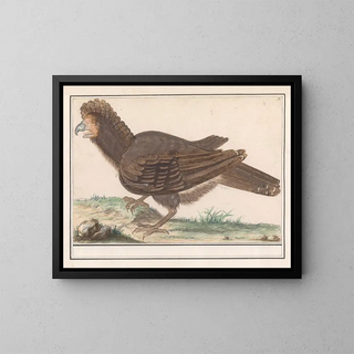 Anselmus Botius de Boodt - Hoendervogel Galliformes.webp