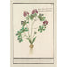Corydale creuse Corydalis cava corydale creuse radice cava a fiore rosso - Anselmus Botius de Boodt — vista dell’opera