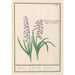 Riproduzione del dipinto Jacinthe Hyacinthus orientalis jacinthe jacinthe jacinthe - Anselmus Botius de Boodt