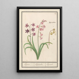 Anselmus Botius de Boodt - Hyacint Hyacinthus orientalis Hijacint Hijacinthus Hyacinthe.webp