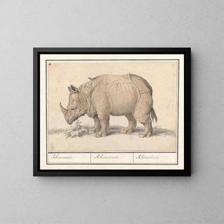 Anselmus Botius de Boodt - Indische neushoorn Rhinoceros unicornis Rhinocerus Rhinoceros Rhinocros.webp