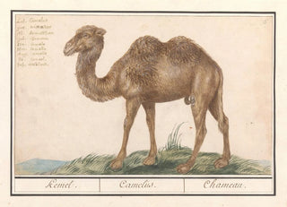 Anselmus Botius de Boodt - Kameel Camelus ferus bactrianus Kemel Camelus Chameau.webp