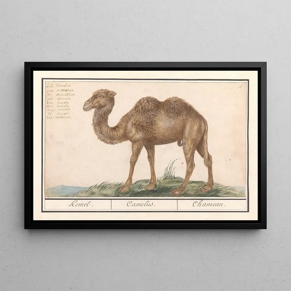 Anselmus Botius de Boodt - Kameel Camelus ferus bactrianus Kemel Camelus Chameau.webp