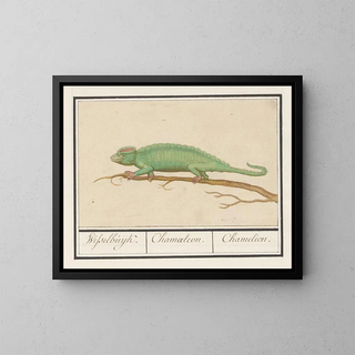 Anselmus Botius de Boodt - Kameleon Chamaeleonidae Wisselbuijk Chamaeleon Chamelion.webp