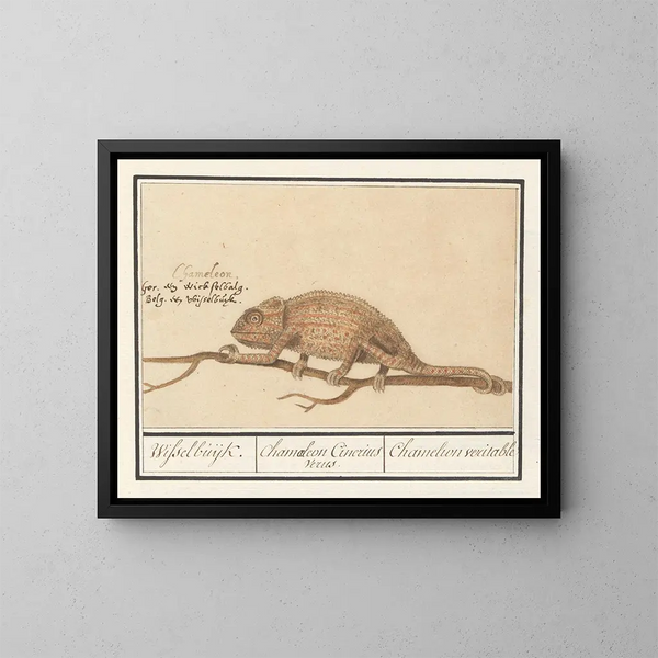 Caméléon autentico - Anselmus Botius de Boodt — quadro incorniciato alla parete