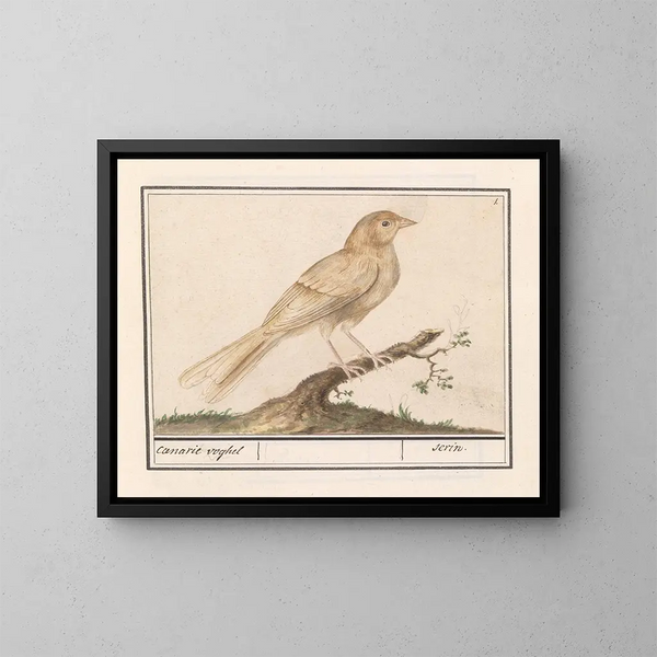 Serin delle Canarie - Anselmus Botius de Boodt — quadro incorniciato alla parete