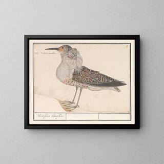 Anselmus Botius de Boodt - Kemphaan Philomachus pugnax.webp