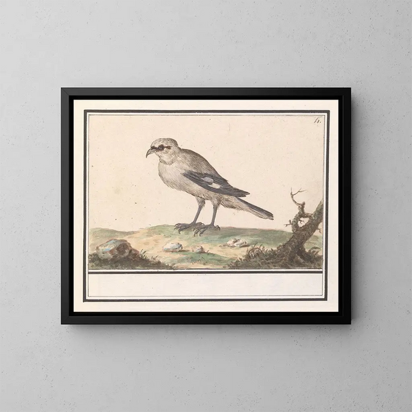 Piccola cinciallegra - Anselmus Botius de Boodt — quadro incorniciato alla parete