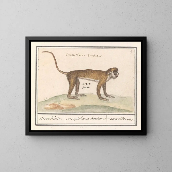 Petit suricate - Anselmus Botius de Boodt — quadro incorniciato alla parete