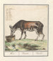 Koe Bos taureau Koe Vacca Vache - Anselmus Botius de Boodt — vista dell’opera