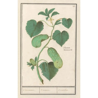 Anselmus Botius de Boodt - Komkommer Cucumis sativus Concommer Cucumer Cornichon.webp