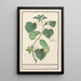 Cetriolo Cucumis sativus - Anselmus Botius de Boodt — quadro incorniciato alla parete