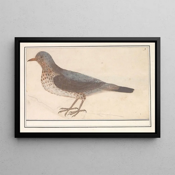 Anselmus Botius de Boodt - Kramsvogel Turdus pilaris.webp
