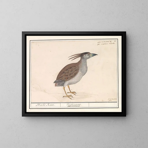 Airone cenere - Anselmus Botius de Boodt — quadro incorniciato alla parete