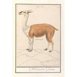 Anselmus Botius de Boodt - Lama Lama glama Allocamelus Lama.webp