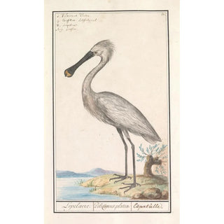 Anselmus Botius de Boodt - Lepelaar Platalea leucorodia.webp