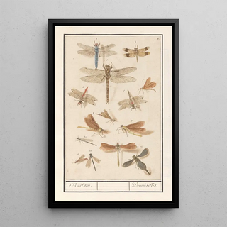 Anselmus Botius de Boodt - Libellen Odonata Naelden Demoiselles.webp