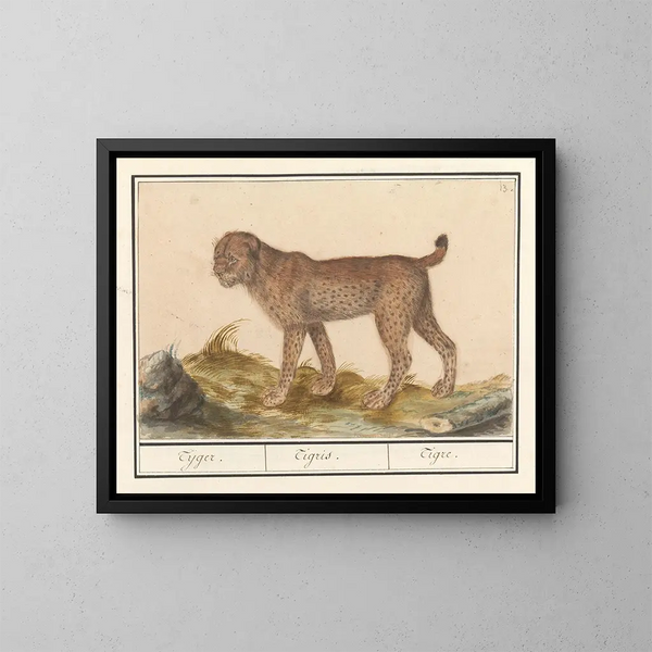 Lynx, tigre - Anselmus Botius de Boodt — quadro incorniciato alla parete