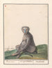 Mandrillo Mandrillus sphinx Baviaen Cercopithechus Mandrill - Anselmus Botius de Boodt — vista dell’opera