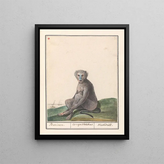 Anselmus Botius de Boodt - Mandril Mandrillus sphinx Baviaen Cercopithechus Mandrill.webp