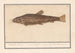 Siluridae Pesce siluro Schelde Leone di fiume mustela fosfilis seu fluviatalis - Anselmus Botius de Boodt — vista dell’opera