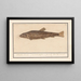 Siluridae Pesce siluro Schelde Leone di fiume mustela fosfilis seu fluviatalis - Anselmus Botius de Boodt — quadro incorniciato alla parete