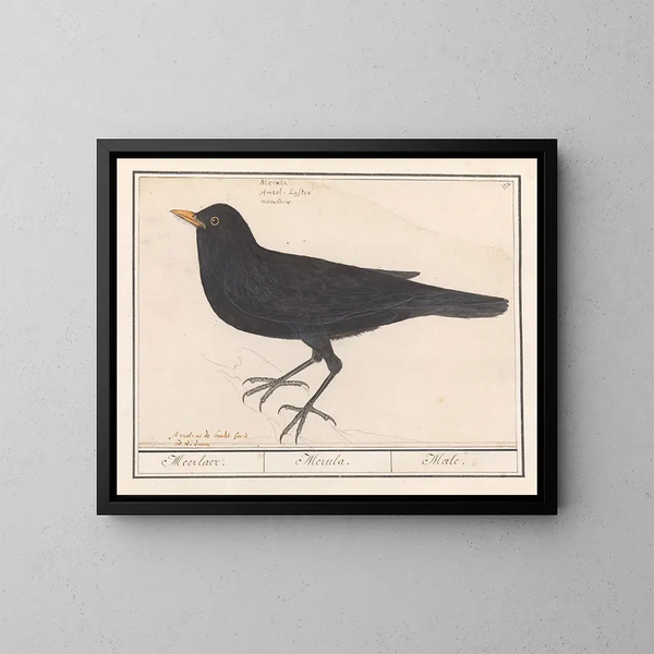 Merle noir - Anselmus Botius de Boodt — quadro incorniciato alla parete