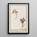 Giroflée Erysimum cheiri - Anselmus Botius de Boodt — quadro incorniciato alla parete