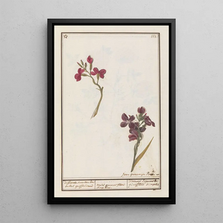 Anselmus Botius de Boodt - Muurbloem Erysimum cheiri differente soorten van enkel groffelieren varia genera flore simplici.webp