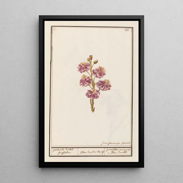 Anselmus Botius de Boodt - Muurbloem Erysimum cheiri gevlamde dobbel groffelier.webp