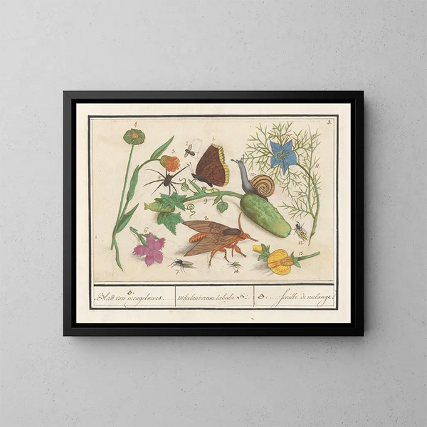 Ensemble naturalista n° 3 - Anselmus Botius de Boodt — quadro incorniciato alla parete